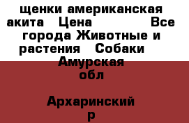 щенки американская акита › Цена ­ 30 000 - Все города Животные и растения » Собаки   . Амурская обл.,Архаринский р-н